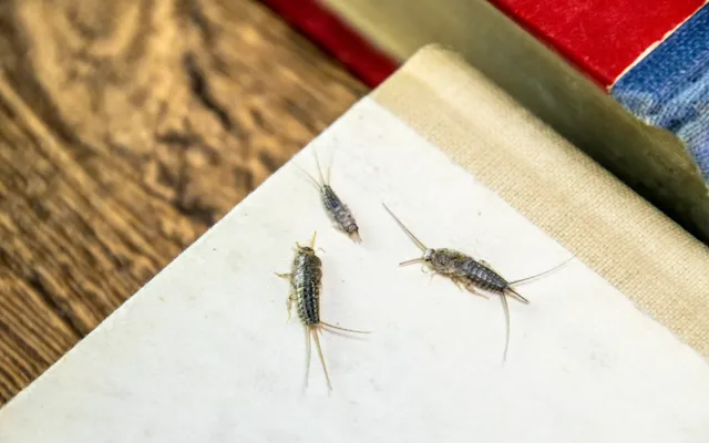 Rybik szary na jasnej powierzchni, widoczne matowe ciało, długie czułki i trzy odnóża ogonowe