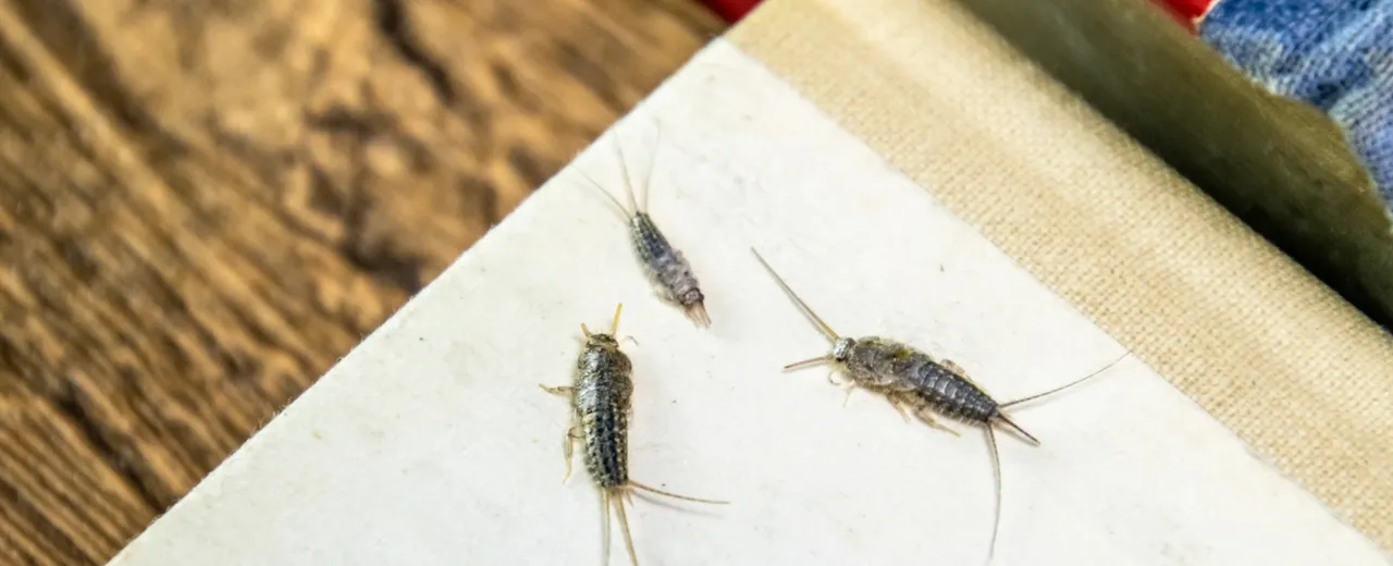 Rybik szary na jasnej powierzchni, widoczne matowe ciało, długie czułki i trzy odnóża ogonowe